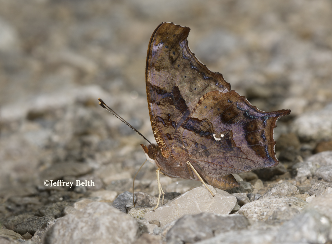Question Mark (Polygonia interragationis), Jackson County, Indiana. August 17, 2016