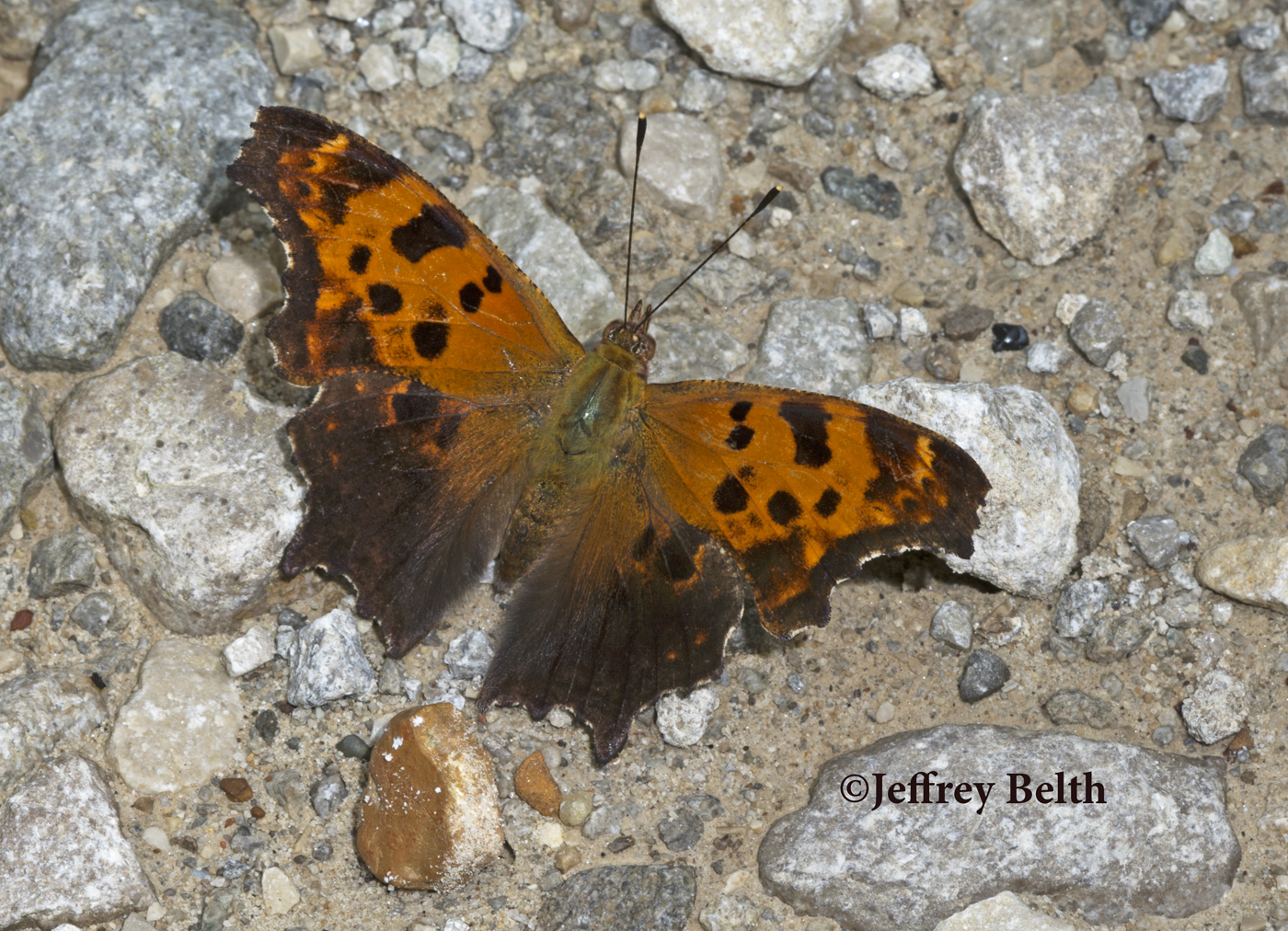 Eastern Comma. August 18, 2016, Jackson County, Indiana.